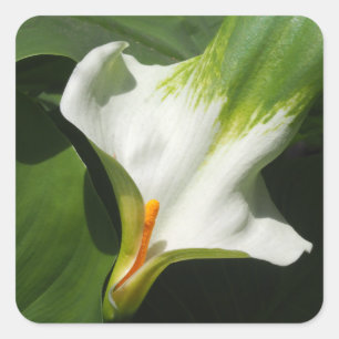 Adesivo Quadrado Calla Lily, Zantedeschia