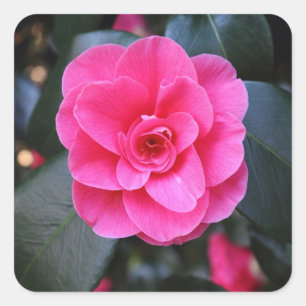 Adesivo Quadrado Camélia cor-de-rosa