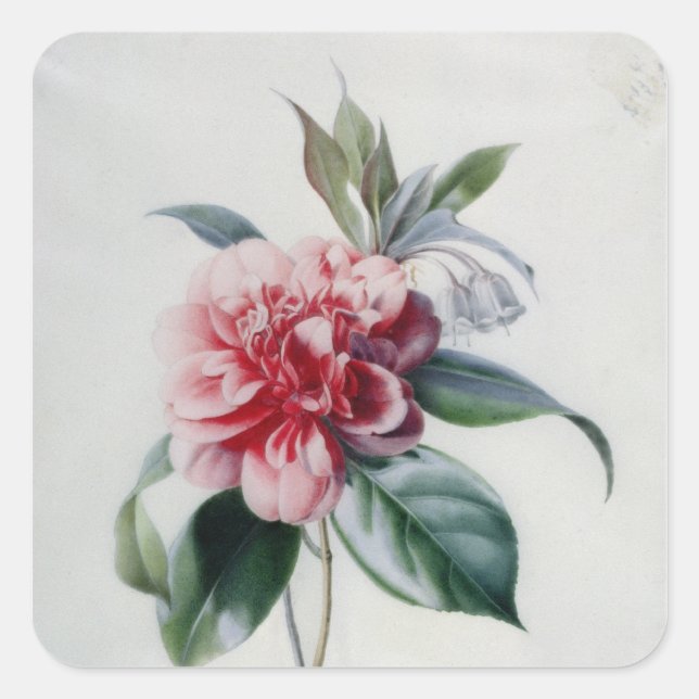 Adesivo Quadrado Camellia (Frente)