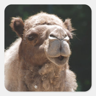Adesivo Quadrado Camelo bonito