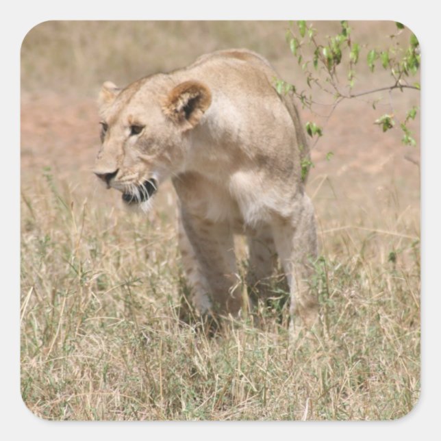 Adesivo Quadrado caminhada de leão (Frente)