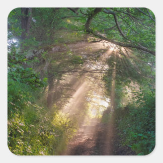 Adesivo Quadrado Caminho da Floresta