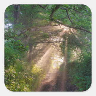 Adesivo Quadrado Caminho da Floresta