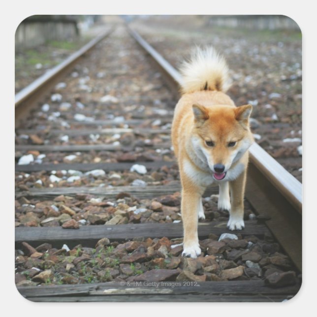 Adesivo Quadrado Caminho de cães (Frente)