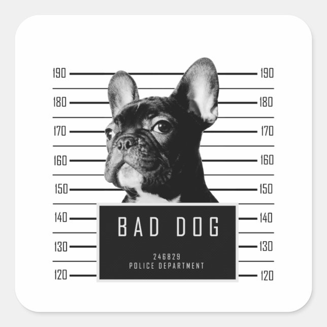 Adesivo Quadrado Camisa de Mugshot do Buldogue Francês (Frente)