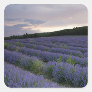 Adesivo Quadrado Campo da lavanda no por do sol