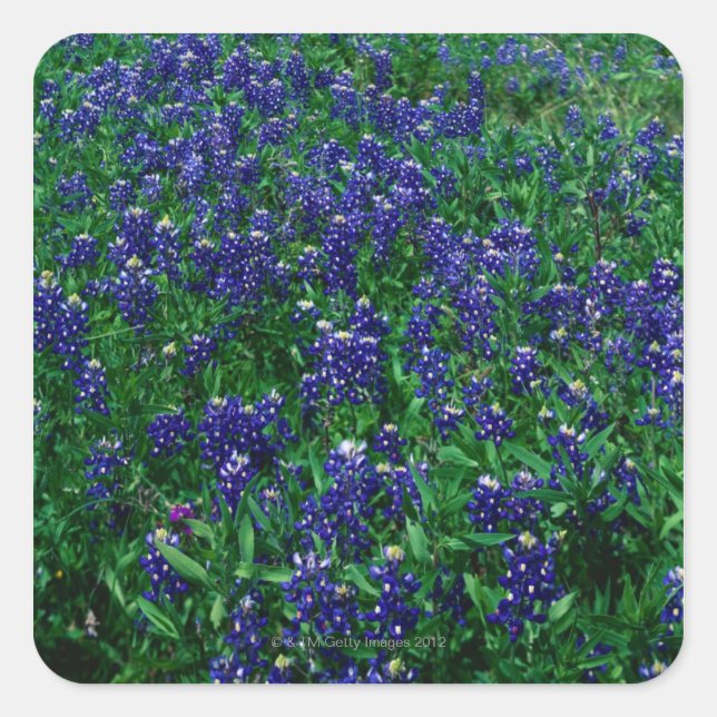 Adesivo Quadrado Campo de Bluebonnets do Texas (Frente)
