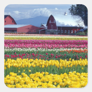 Adesivo Quadrado Campo de exibição de tulipas