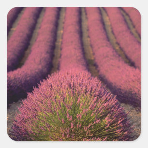 Adesivo Quadrado Campo de lavanda na Alta Provença, França 2