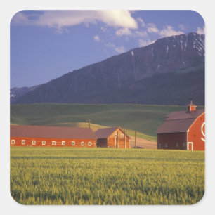 Adesivo Quadrado Campo de trigo no Vale de Wallowa, logo fora