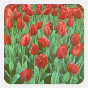 Adesivo Quadrado Campo de tulipas floresce na primavera.