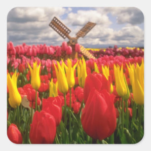 Adesivo Quadrado Campo vermelho da tulipa, flores de Oregon