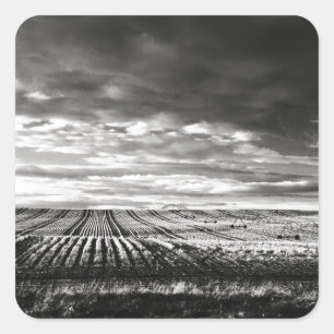 Adesivo Quadrado campos de fazenda