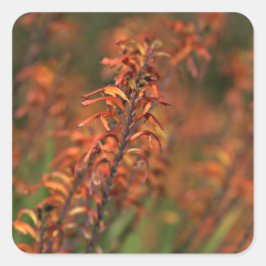 Adesivo Quadrado Campos de Laranja Agave