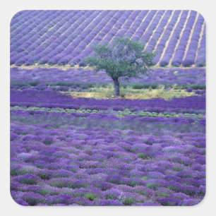 Adesivo Quadrado Campos de lavanda, Vence, Provença, França
