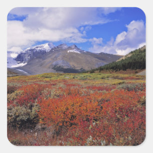 Adesivo Quadrado Canadá, Alberta, Banff NP. Mirtilos em flor