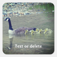 Canadá Goose Mãe Babies Natureza Personalizada