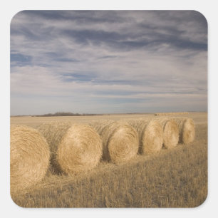 Adesivo Quadrado Canadá, Saskatchewan, Craik: Fardos de feno / Outo
