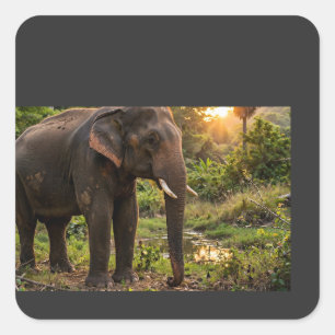 Adesivo Quadrado Caneca de Elefante do Parque Nacional de Yala - Vi