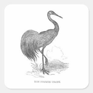 Adesivo Quadrado Caneta e desenho de tinta das aves da grua