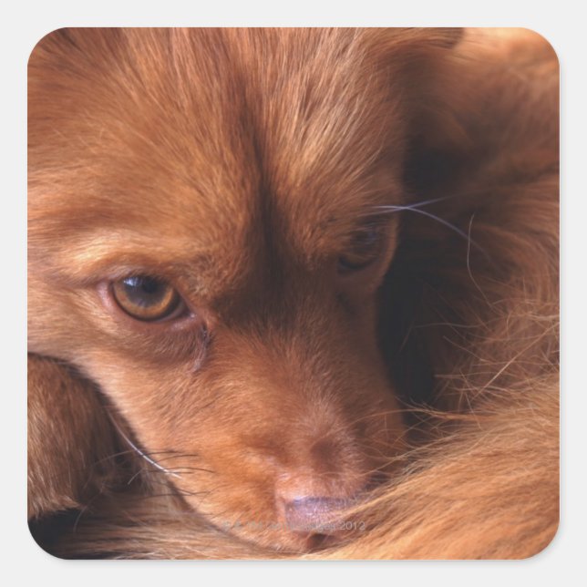 Adesivo Quadrado cão (Frente)