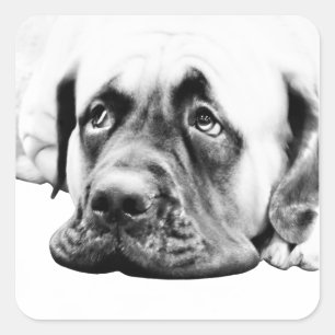 Adesivo Quadrado Cão bonito do Mastiff