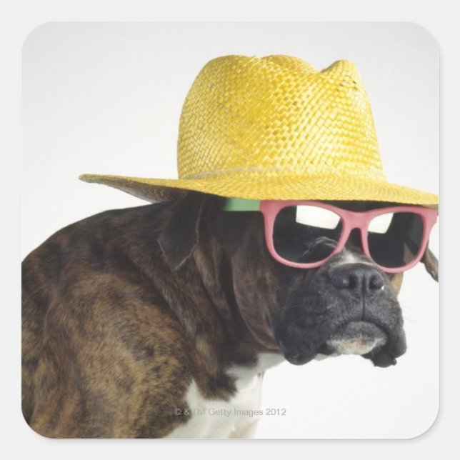 Adesivo Quadrado Cão-boxeiro com chapéu e óculos (Frente)