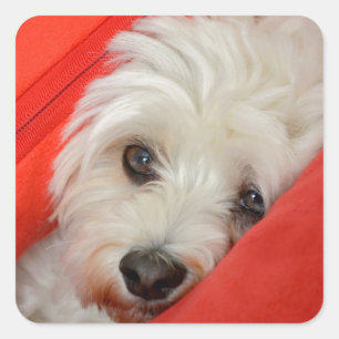 Adesivo Quadrado cão branco esta em almofadas alaranjadas