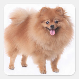 Adesivo Quadrado Cão Cachorro Cachorro Pupido Pom Pom Pom Pom