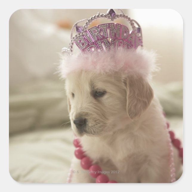 Adesivo Quadrado Cão com decoração na cama (Frente)
