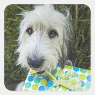 Adesivo Quadrado Cão com o presente na boca