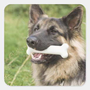 Adesivo Quadrado Cão com osso