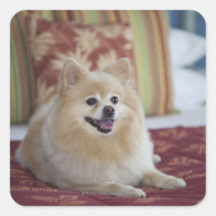Adesivo Quadrado Cão da Pomerânia no quarto de hotel de estimaç