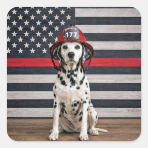 Adesivo Quadrado Cão Dalmata Usando um Capacete de Bombeiro