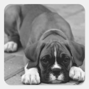 Adesivo Quadrado Cão-De-Cachorro Preto-E-Branco/Selo