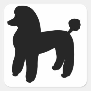 Adesivo Quadrado Cão de caniche