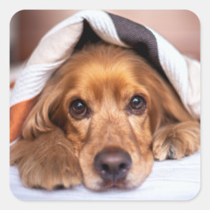 Adesivo Quadrado Cão de Cocker Spaniel Inglês