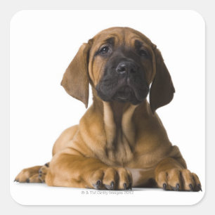 Adesivo Quadrado Cão de filhote de cachorro
