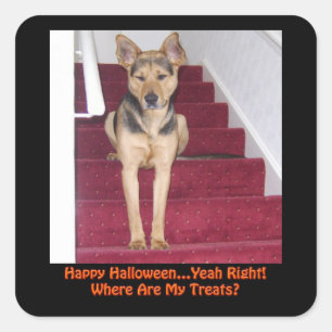 Adesivo Quadrado Cão de Halloween e Sem Tratamentos