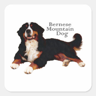 Adesivo Quadrado Cão de Montanha Bernês