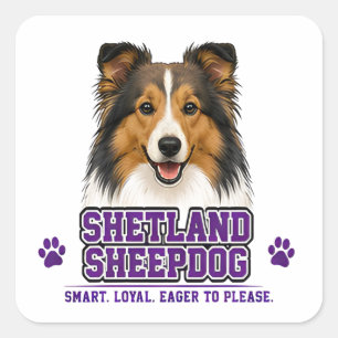 Adesivo Quadrado 🐾 Cão de Pastoreio de Shetland 🐾