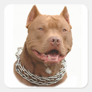 Adesivo Quadrado Cão de Pitbull