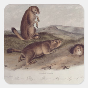 Adesivo Quadrado Cão de pradaria 'dos Quadrupeds de North America