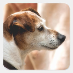 ADESIVO QUADRADO CÃO DE RUSSELL TERRIER DO JAQUE