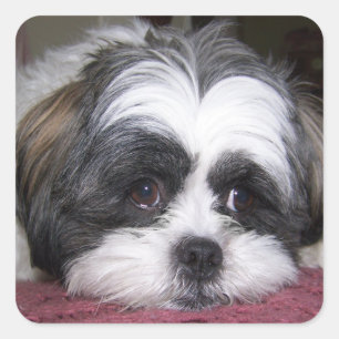 Adesivo Quadrado Cão de Shih Tzu
