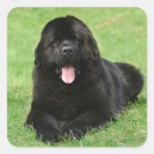 Adesivo Quadrado Cão de Terra Nova