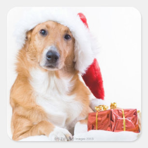 Adesivo Quadrado Cão do Natal com antler e os presentes coloridos