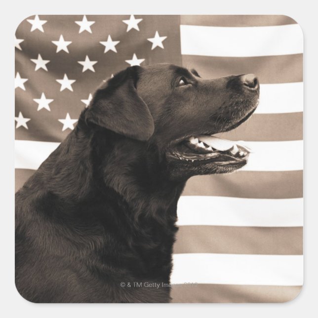 Adesivo Quadrado Cão e bandeira americana (Frente)