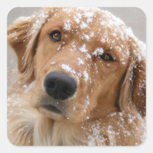 Adesivo Quadrado Cão Infantil