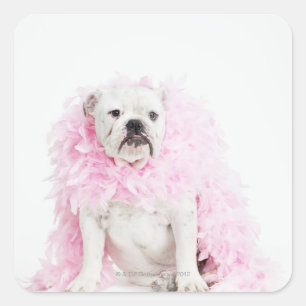 Adesivo Quadrado Cão masculino branco com boa cor-de-rosa